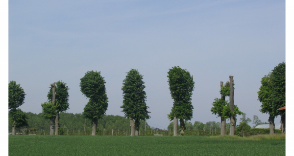 Pour une protection juridique des arbres hors for&ecirc;t